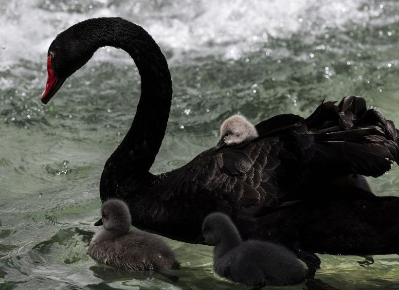 Kuğulu Park'ın efsane ailesi büyüyor: Anneleriyle ilk kez yüzdüler - Fotoğraf: 5