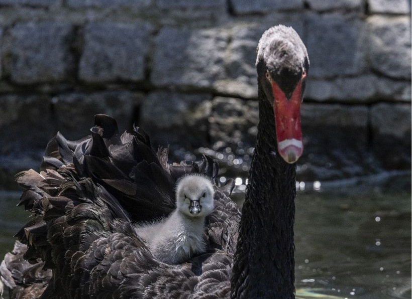Kuğulu Park'ın efsane ailesi büyüyor: Anneleriyle ilk kez yüzdüler - Fotoğraf: 4