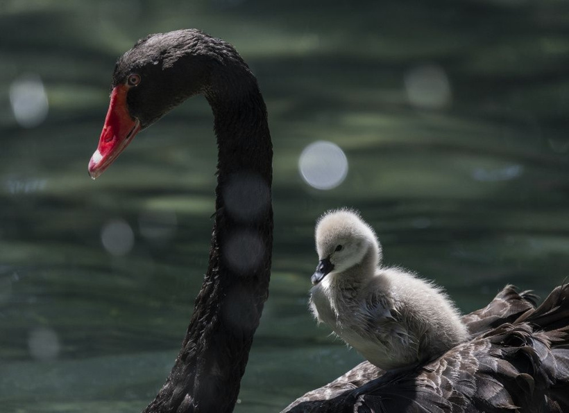 Kuğulu Park'ın efsane ailesi büyüyor: Anneleriyle ilk kez yüzdüler - Fotoğraf: 3