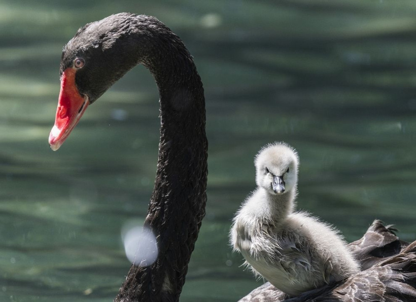 Kuğulu Park'ın efsane ailesi büyüyor: Anneleriyle ilk kez yüzdüler - Fotoğraf: 2