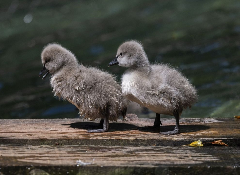 Kuğulu Park'ın efsane ailesi büyüyor: Anneleriyle ilk kez yüzdüler - Fotoğraf: 18