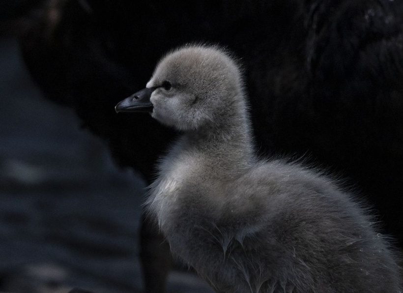 Kuğulu Park'ın efsane ailesi büyüyor: Anneleriyle ilk kez yüzdüler - Fotoğraf: 17