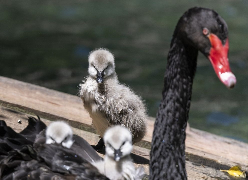Kuğulu Park'ın efsane ailesi büyüyor: Anneleriyle ilk kez yüzdüler - Fotoğraf: 16