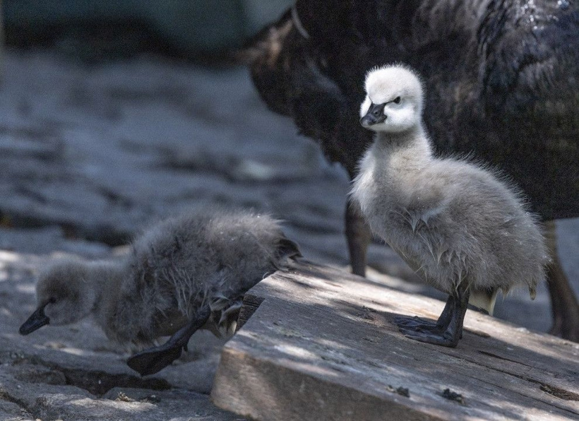 Kuğulu Park'ın efsane ailesi büyüyor: Anneleriyle ilk kez yüzdüler - Fotoğraf: 15