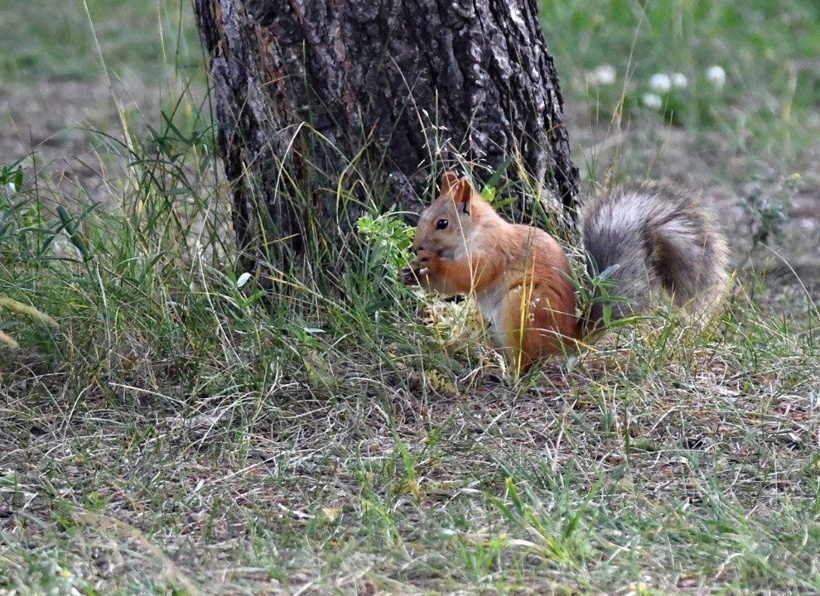 Sarıkamış'ın maskotları iş başında: Masalara kadar gelip yiyecek arıyorlar: - Fotoğraf: 2
