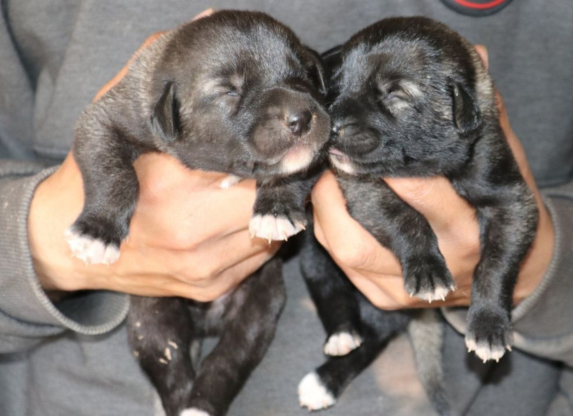Bozkırın aslanları Sivas'ta podyuma çıkıyor - Fotoğraf: 4
