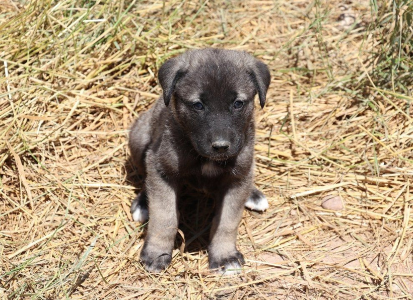 Bozkırın aslanları Sivas'ta podyuma çıkıyor - Fotoğraf: 2