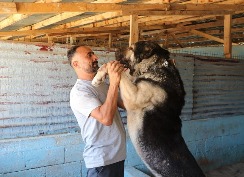 Bozkırın aslanları Sivas'ta podyuma çıkıyor - Fotoğraf: 10