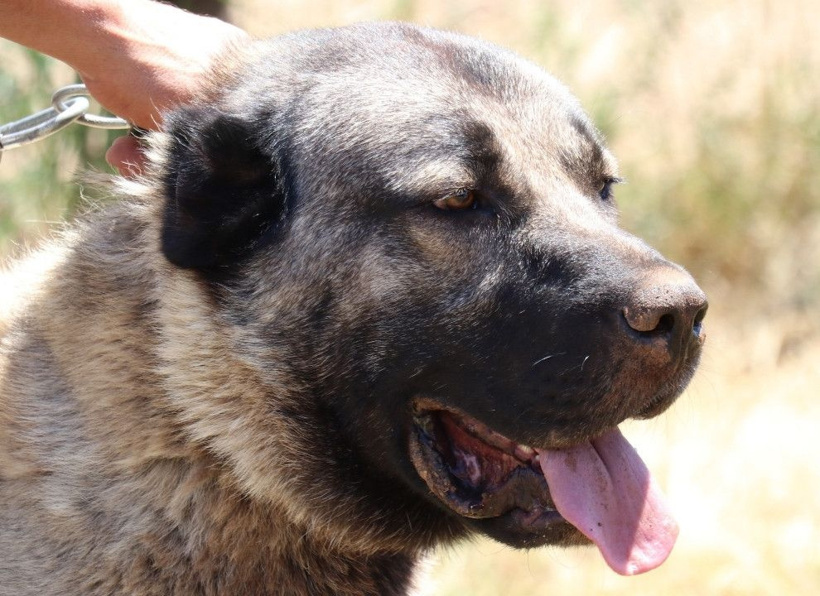 Bozkırın aslanları Sivas'ta podyuma çıkıyor - Fotoğraf: 9