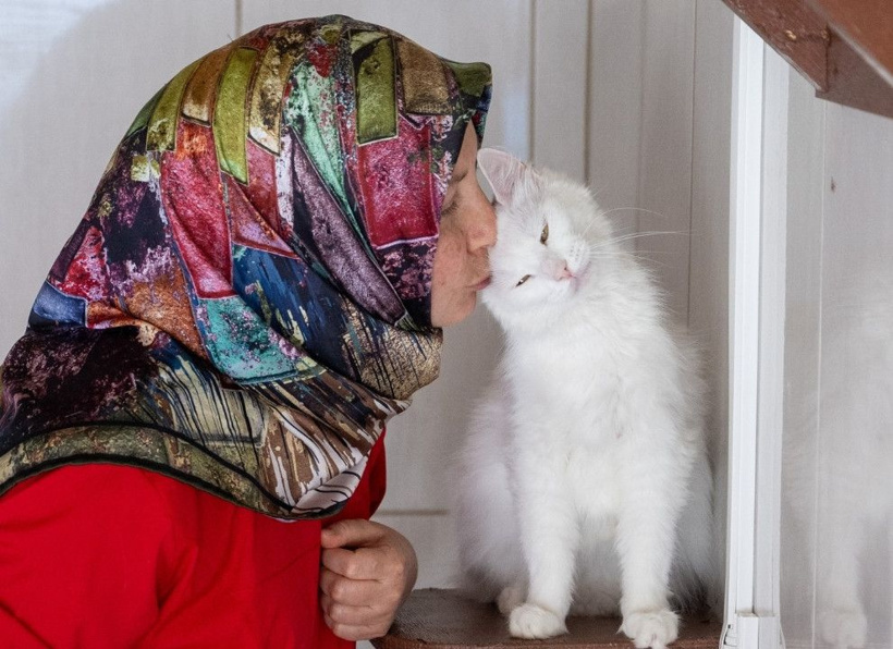 Tüm dünya onları izliyor: Ankara kedileri 7/24 canlı yayında - Fotoğraf: 7
