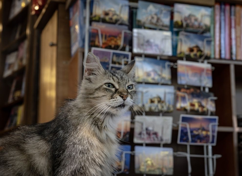 İstanbul'un gerçek sahipleri: Sokak kedileri şehri pati pati fethetti - Fotoğraf: 16