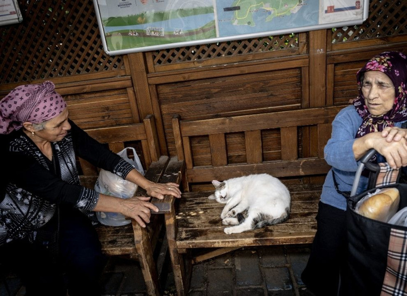 İstanbul'un gerçek sahipleri: Sokak kedileri şehri pati pati fethetti - Fotoğraf: 13