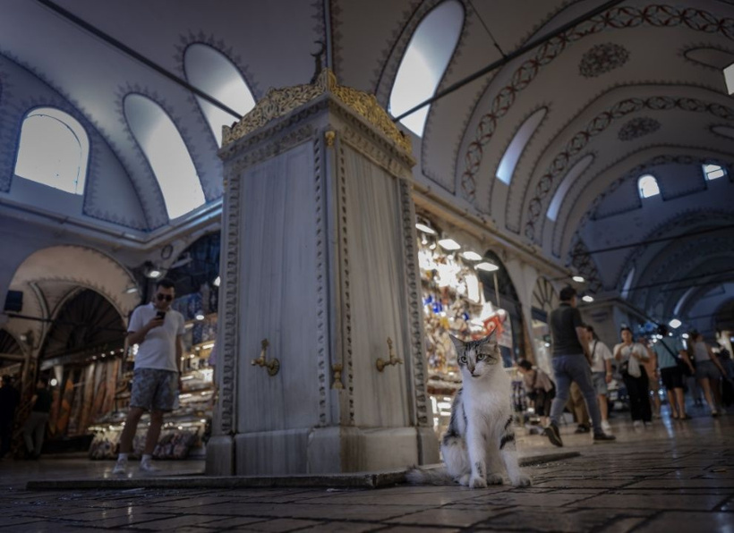 İstanbul'un gerçek sahipleri: Sokak kedileri şehri pati pati fethetti - Fotoğraf: 11