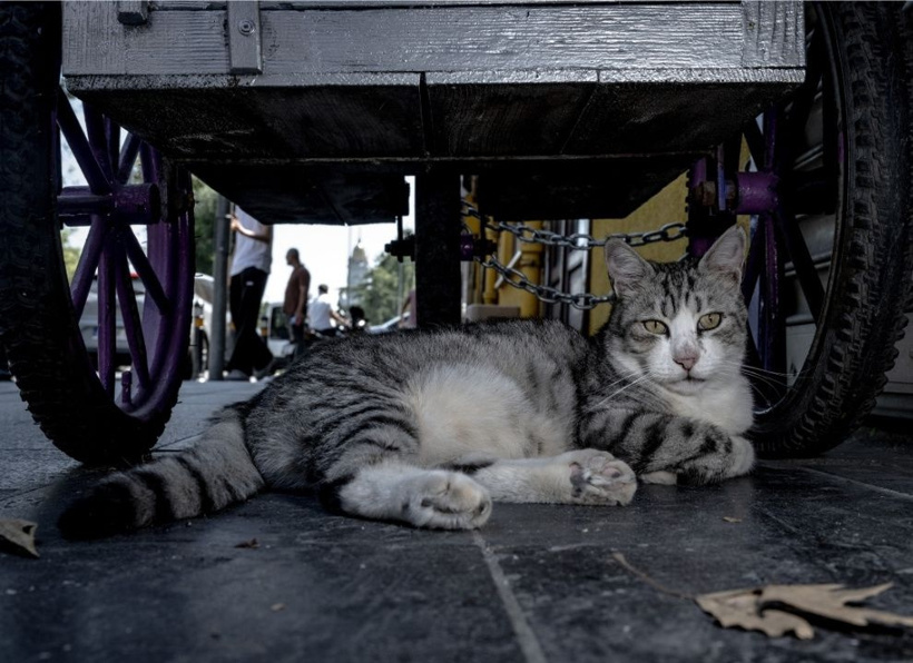 İstanbul'un gerçek sahipleri: Sokak kedileri şehri pati pati fethetti - Fotoğraf: 2