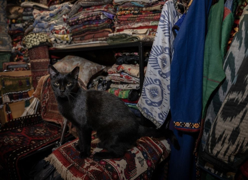 İstanbul'un gerçek sahipleri: Sokak kedileri şehri pati pati fethetti - Fotoğraf: 12