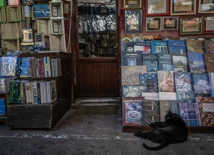 İstanbul'un gerçek sahipleri: Sokak kedileri şehri pati pati fethetti - Fotoğraf: 8