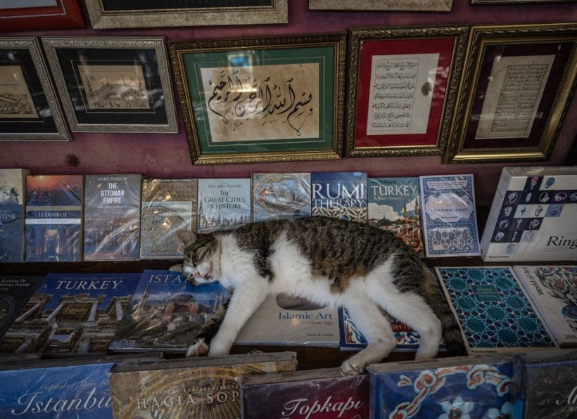 İstanbul'un gerçek sahipleri: Sokak kedileri şehri pati pati fethetti - Fotoğraf: 7