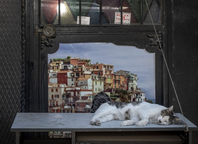 İstanbul'un gerçek sahipleri: Sokak kedileri şehri pati pati fethetti - Fotoğraf: 9