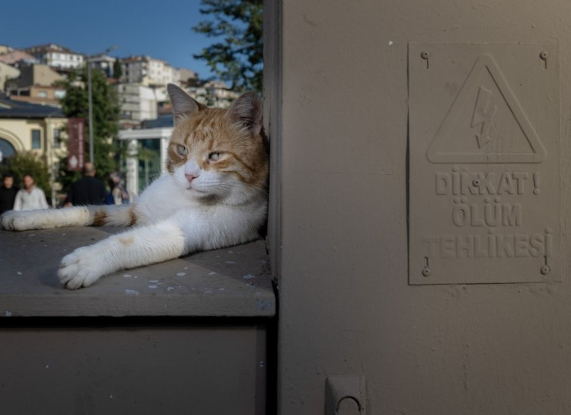 İstanbul'un gerçek sahipleri: Sokak kedileri şehri pati pati fethetti - Fotoğraf: 20