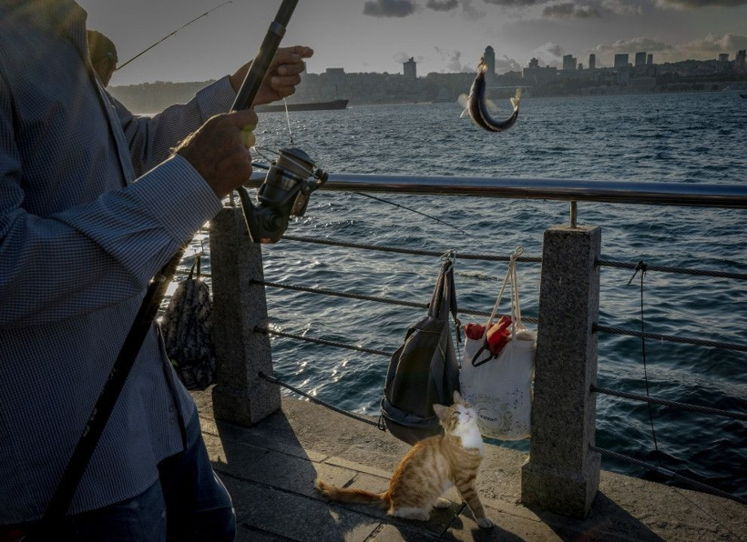 İstanbul'un gerçek sahipleri: Sokak kedileri şehri pati pati fethetti - Fotoğraf: 17