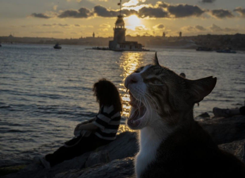 İstanbul'un gerçek sahipleri: Sokak kedileri şehri pati pati fethetti - Fotoğraf: 3