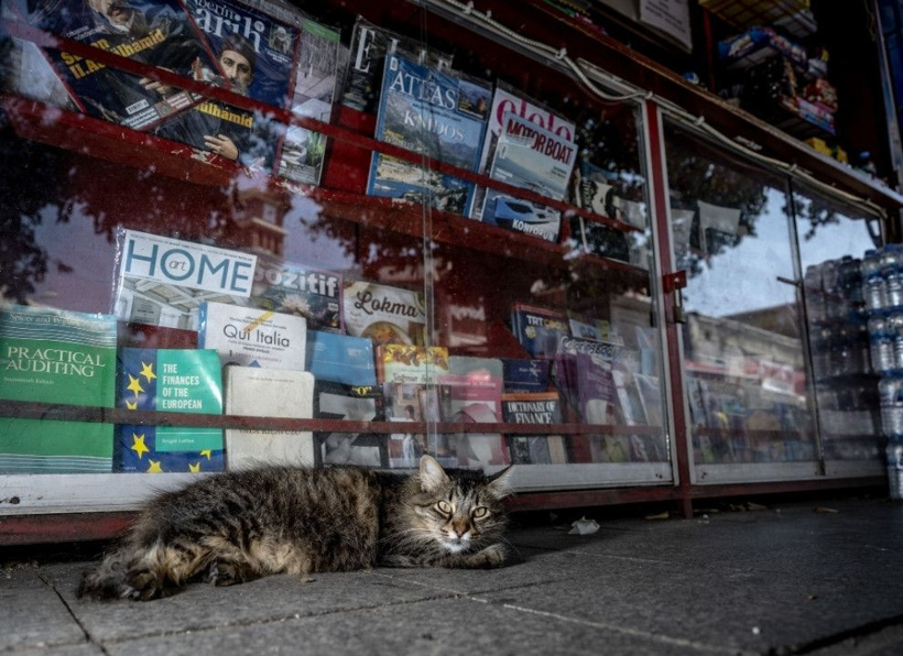 İstanbul'un gerçek sahipleri: Sokak kedileri şehri pati pati fethetti - Fotoğraf: 10