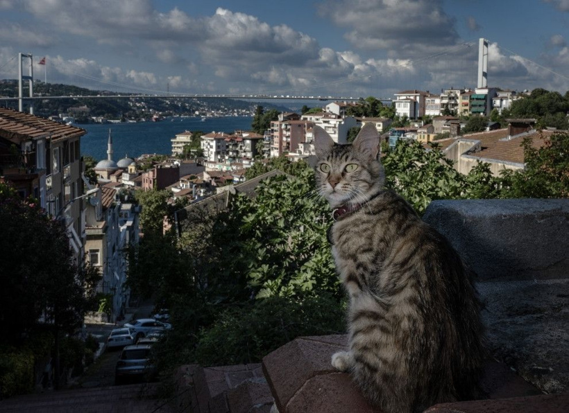 İstanbul'un gerçek sahipleri: Sokak kedileri şehri pati pati fethetti - Fotoğraf: 19