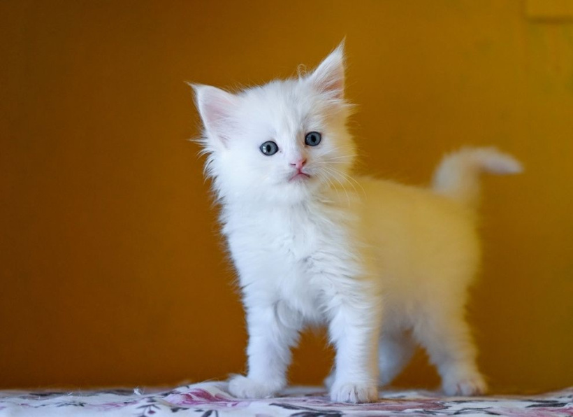 Gören hayran kalıyor: Her evde bir Van kedisi bulunması gerek! - Fotoğraf: 2