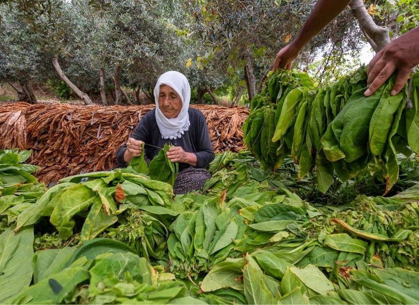 Sabah tek tek toplanıyor, öğlen tüm yapraklar iğneyle dizilip kurutuluyor - Fotoğraf: 9