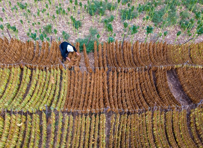 Sabah tek tek toplanıyor, öğlen tüm yapraklar iğneyle dizilip kurutuluyor - Fotoğraf: 11