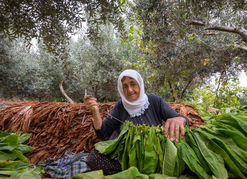 Sabah tek tek toplanıyor, öğlen tüm yapraklar iğneyle dizilip kurutuluyor - Fotoğraf: 8