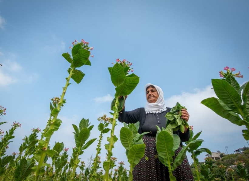 Sabah tek tek toplanıyor, öğlen tüm yapraklar iğneyle dizilip kurutuluyor - Fotoğraf: 4
