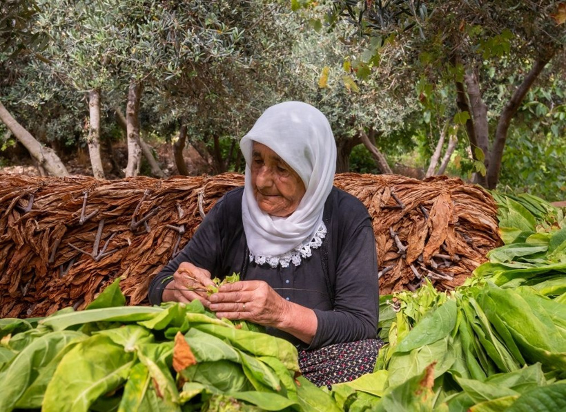Sabah tek tek toplanıyor, öğlen tüm yapraklar iğneyle dizilip kurutuluyor - Fotoğraf: 7