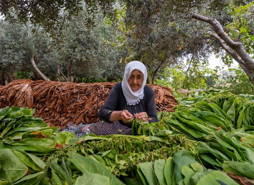 Sabah tek tek toplanıyor, öğlen tüm yapraklar iğneyle dizilip kurutuluyor - Fotoğraf: 5