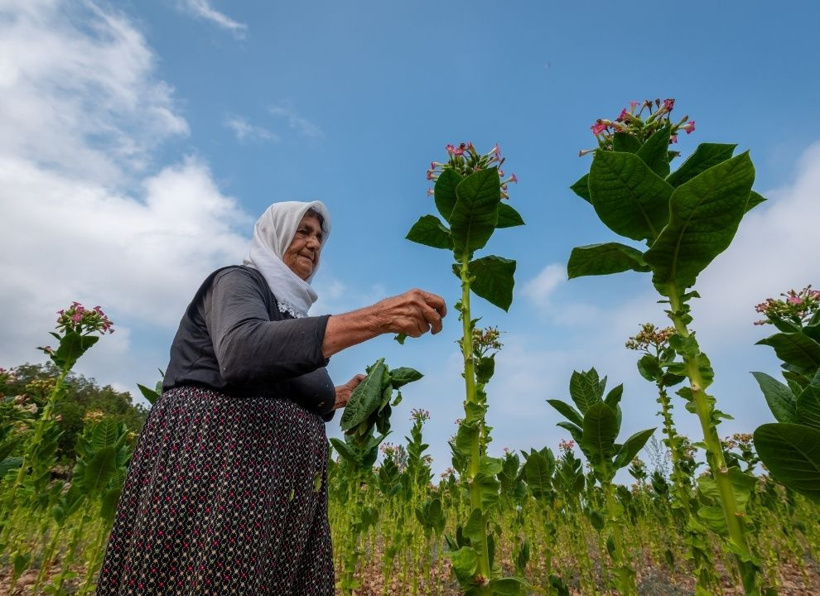 Sabah tek tek toplanıyor, öğlen tüm yapraklar iğneyle dizilip kurutuluyor - Fotoğraf: 2