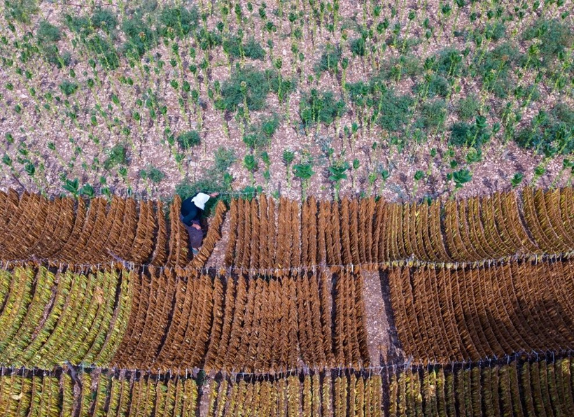 Sabah tek tek toplanıyor, öğlen tüm yapraklar iğneyle dizilip kurutuluyor - Fotoğraf: 12
