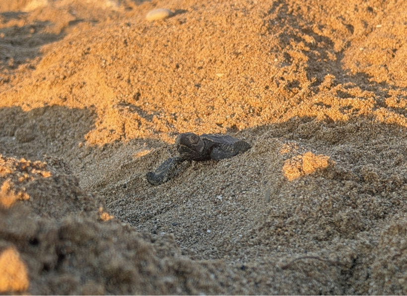 130 bin minik dev denize koştu: Yaşamaları için gönüllüler kalkan oldu - Fotoğraf: 2