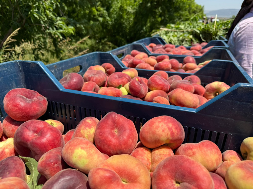 Tarlada 15, pazarda 60 TL! Hatay'da şeftali üreticisi isyanda - Resim : 1