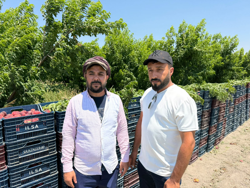 Tarlada 15, pazarda 60 TL! Hatay'da şeftali üreticisi isyanda - Resim : 2