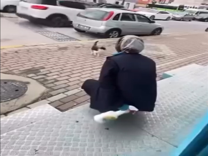 Kediye kimyasal sprey sıkan vicdansız beraat etti! - Resim : 4