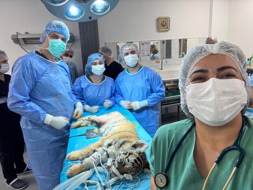 Oyun oynarken bacağı kırılan 3 aylık yavru kaplan hayata tutundu - Resim : 1