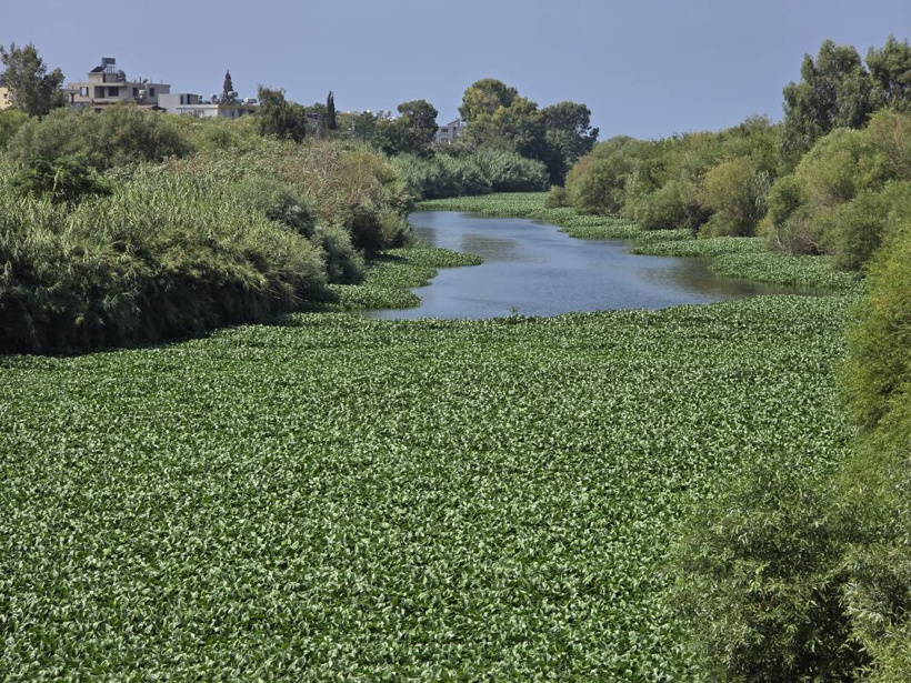 Etrafına ölüm saçıyor, yaşamı bitiriyor! Asi Nehri'nde istila alarmı - Fotoğraf: 7