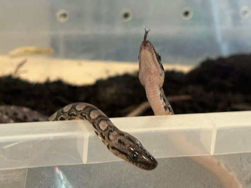 1-brazilian-rainbow-boa-snakes-virgin-birth-to-14-babies-2.webp