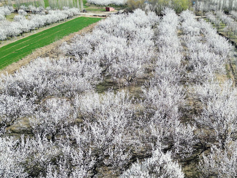 igdir-ovasi-cicek-acan-kayisi-agaclari-641333-190020.jpg