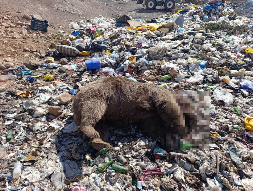 Bingöl’de 3 bozayı ölü bulundu! Valilikten açıklama - Resim : 1