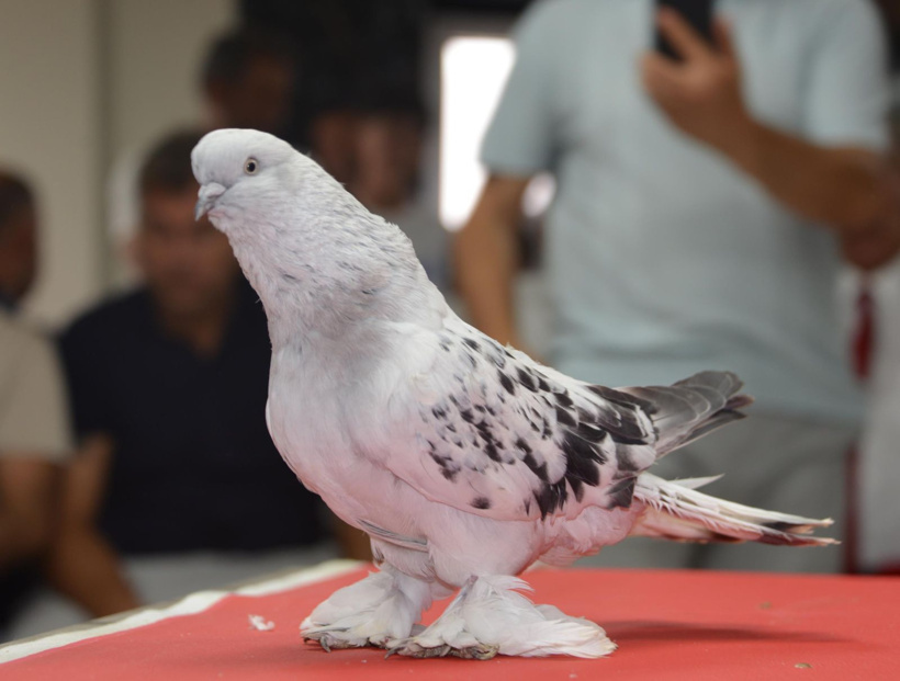 Bir ev parasına satılıyor! 200 tanesi Erzurum'da podyuma çıktı - Fotoğraf: 2
