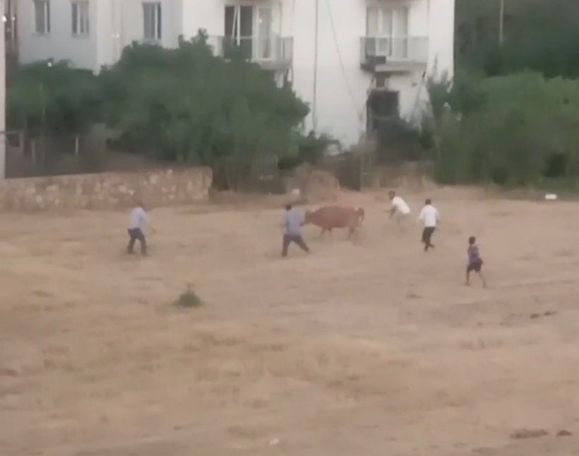 Kaçan inek sahibini yere serdi: O anlar saniye saniye kaydedildi - Resim : 5
