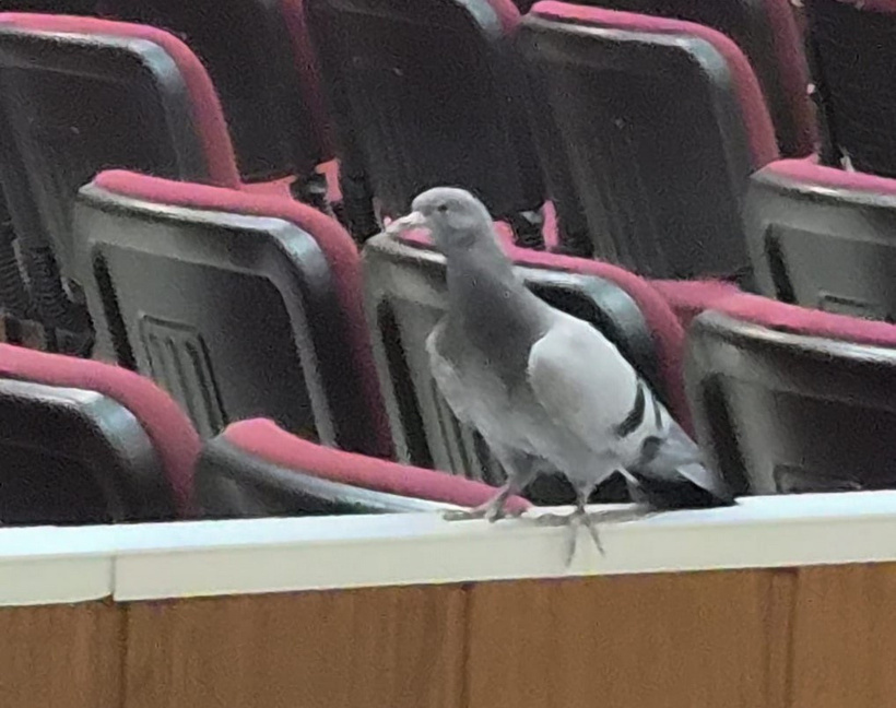 İBB davasında duruşma salonuna giren güvercine görevliler müdahale etti - Resim : 2