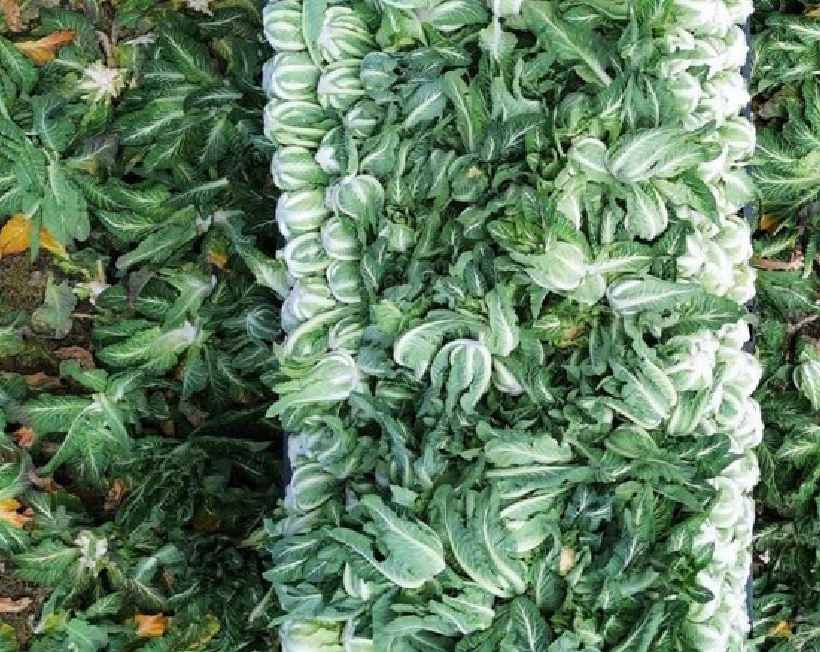 Aylar süren hasat bitiyor: Tarlada kilosu 15 TL'den kapış kapış satıldı
