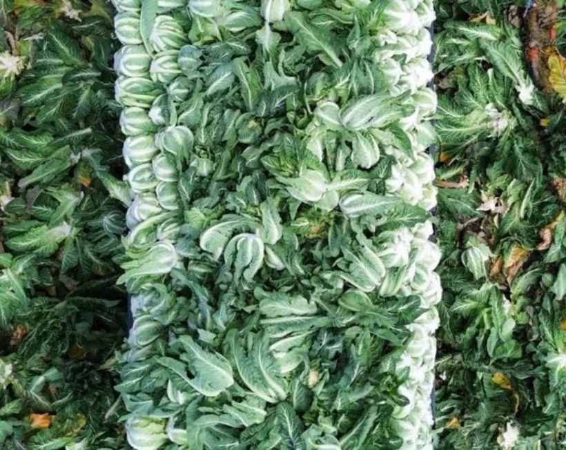 Aylar süren hasat bitiyor: Tarlada kilosu 15 TL'den kapış kapış satıldı